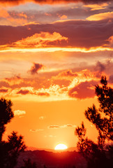 Sunrise, sunset through tree silhouette. Sunbeams paints with yellow and orange color the sky