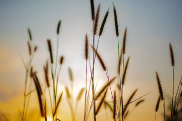 The image of a flower during the setting sun