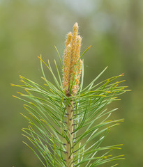 branch of tree.  green spruce branch on a green background. spruce branch with buds