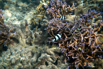 Black and white cute clown fish swimming in the water of the Pacific Ocean near Fiji islands