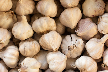 Overhead of Garlic Bulb Harvest