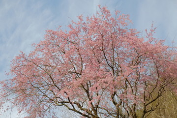 桜