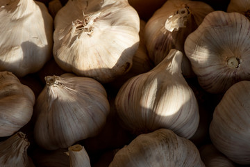 Close Up of Garlic Bulbs Under Sun Light