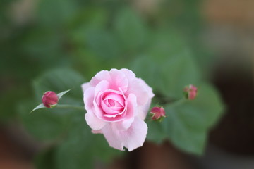 Selection of meat grilling over the coals on a portable barbecue with spicy sausages, beef kebabs and racks of ribs, outdoors on green grass with copyspace