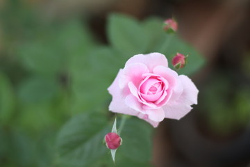 Pink rose bloom garden in day light. Valentine day or special anniversary day background