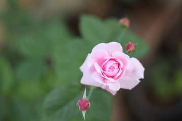 Pink rose bloom garden in day light. Valentine day or special anniversary day background