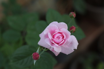 Pink rose bloom garden in day light. Valentine day or special anniversary day background