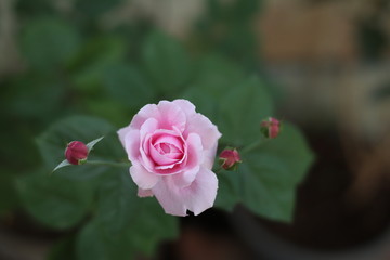 Pink rose bloom garden in day light. Valentine day or special anniversary day background