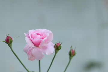 Pink rose bloom garden in day light. Valentine day or special anniversary day background