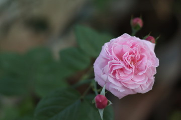Pink rose bloom garden in day light. Valentine day or special anniversary day background