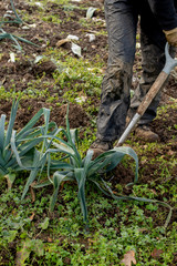 Leek on Lush Soil Being Uprooted with a Shovel