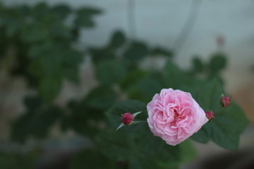 Pink rose bloom garden in day light. Valentine day or special anniversary day background
