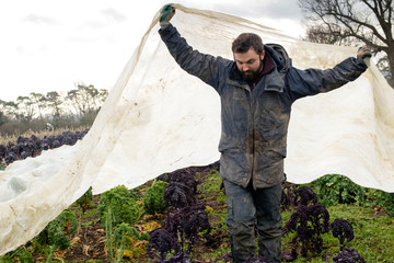 Farm Worker Lifting White Sheet Covering Kale Field