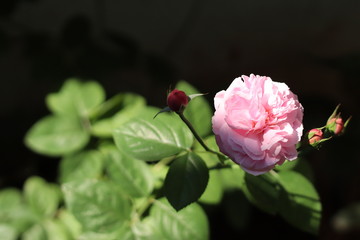 Obraz premium Pink rose bloom garden in day light. Valentine day or special anniversary day background