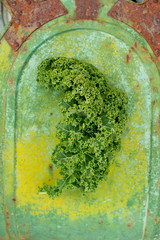 Green Curly Kale Leaves on Rusted Green Painted Background