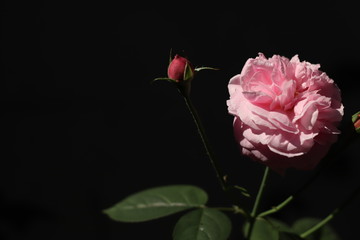 Pink rose bloom in black and dark background. Valentine day or special anniversary day background. Beautiful flower in darkness