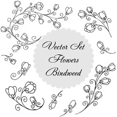 Vector flower set. From a flower bindweed. Ideal for paper, gift and textile products. Design greeting cards and invitations to the wedding, birthday.