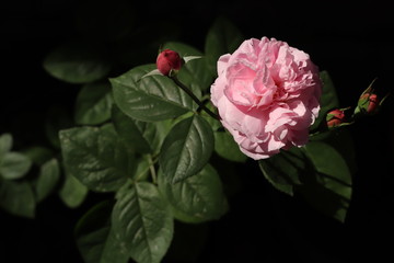 Pink rose bloom in black and dark background. Valentine day or special anniversary day background. Beautiful flower in darkness