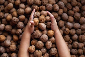 walnuts in children's hands