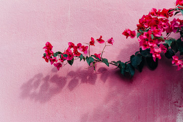 Blooming magenta bougainvillea flowers. Bougainvillea flowers as a background. floral background...
