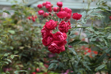 red rose in the garden