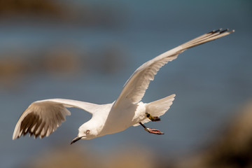 Black-billed Gull of New Zealand