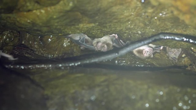 Common Vampire Bats (Desmodus rotundus) roosting in a very humid cave  in Western Ecuador.  This species can transmit  rabies.