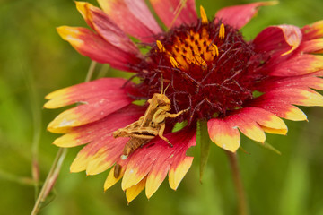 Macro close up of a cute baby juvinial Differential Grasshopper (Melanoplus differentialis) on a Firewheel indian blanket (Gaillardia pulchella)