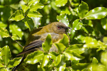 Bellbird Honeyeater of New Zealand