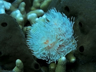 Obraz premium The amazing and mysterious underwater world of Indonesia, North Sulawesi, Manado, tube worm