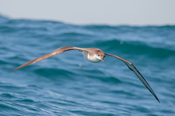 Buller's Shearwater