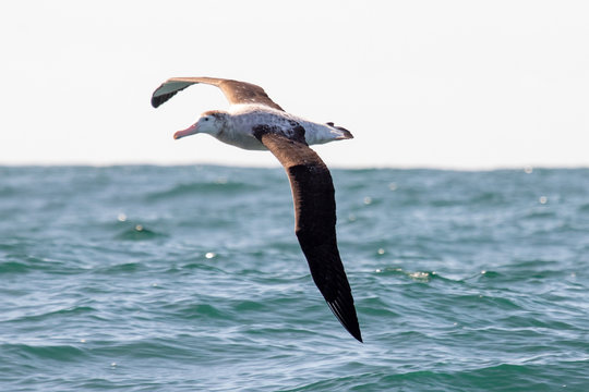 Antipodean Albatross