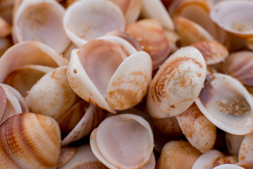seashells in the sand. many seashells. seashells background.  