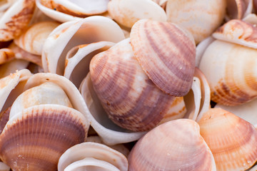 seashells in the sand. many seashells. seashells background.  
