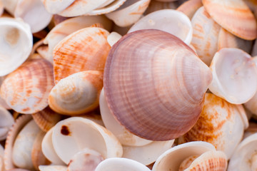 seashells in the sand. many seashells. seashells background.  