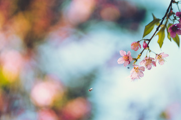 Spring nature,Bloom pink flowers and bright skies