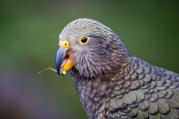 Kea - Alpine Parrot of New Zealand