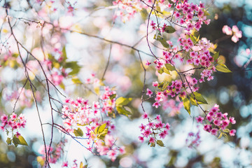 Spring nature,Bloom pink flowers and bright skies