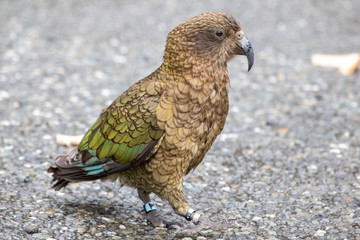 Kea - Alpine Parrot of New Zealand