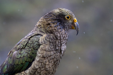 Obraz premium Kea - Alpine Parrot of New Zealand