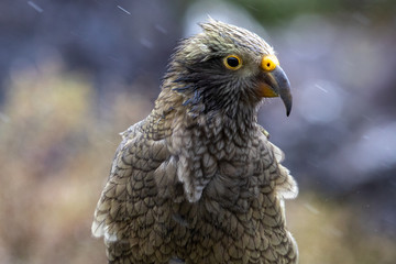 Kea - Alpine Parrot of New Zealand