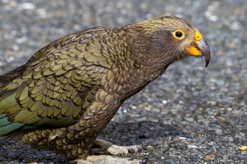 Kea - Alpine Parrot of New Zealand