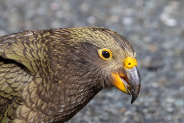 Kea - Alpine Parrot of New Zealand