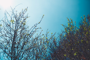 Small leaves are blooming on the branches