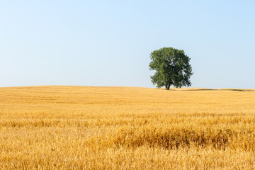 Hot summer day with cereal field ready for harvest, empty blue sky and lone standing gree ntree in the middle of the field.