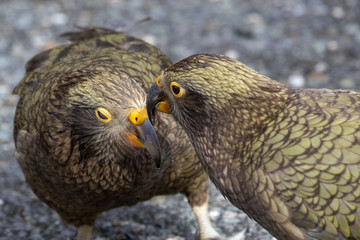 Kea - Alpine Parrot of New Zealand