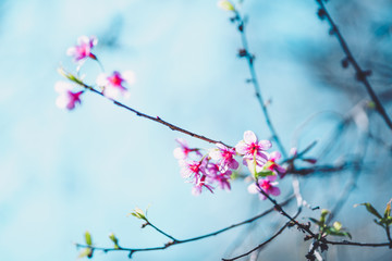Spring nature,Bloom pink flowers and bright skies