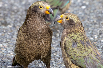 Kea - Alpine Parrot of New Zealand