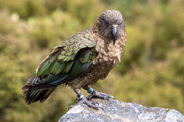 Kea - Alpine Parrot of New Zealand
