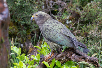 Kea - Alpine Parrot of New Zealand